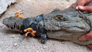 Resguardan en Tlajomulco a cocodrilo capturado tras desplazarse de su hábitat