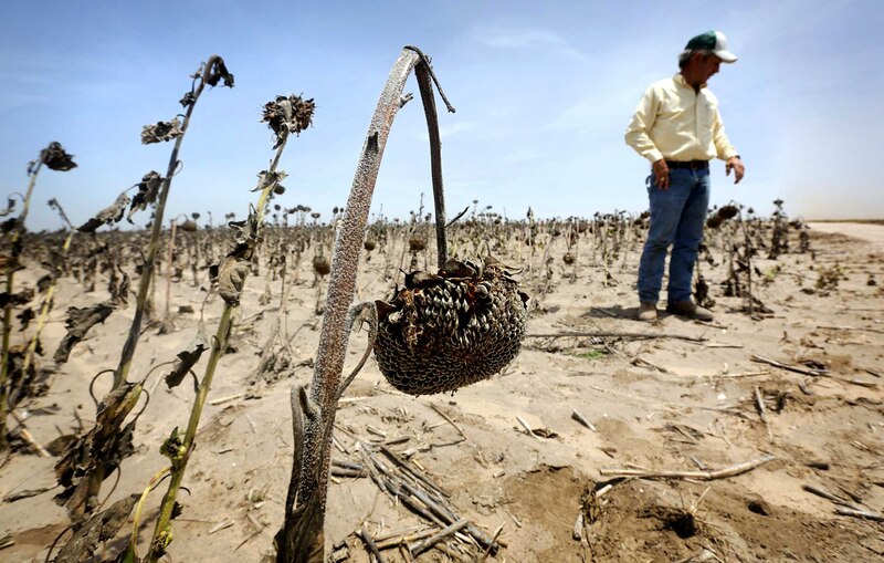 La sequía afecta los cultivos de girasol en el norte de México