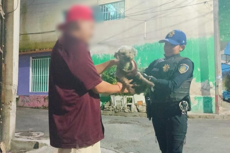 Los 'lomitos' fueron recuperados sin lesiones graves y entregados a sus dueños