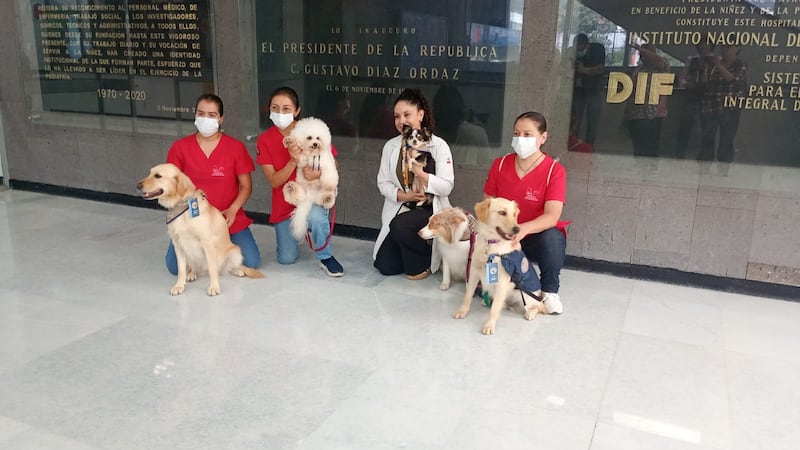 El Instituto Nacional de Pediatría y el Centro de Actividades y Terapias Asistidas con Caninos (Cenatac), brindan terapia emocional con perritos, para mejorar la salud de pacientes pediátricos