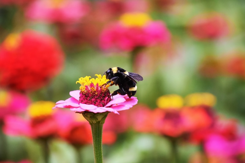 Abeja en flor rosa