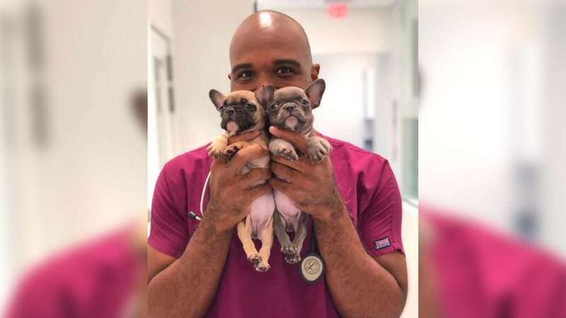 El Dr. Brown, un veterinario de renombre, sostiene a dos cachorros de bulldog francés en sus manos.