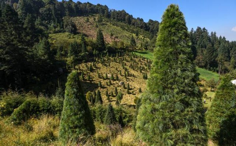 Cultivo de árboles de Navidad en México