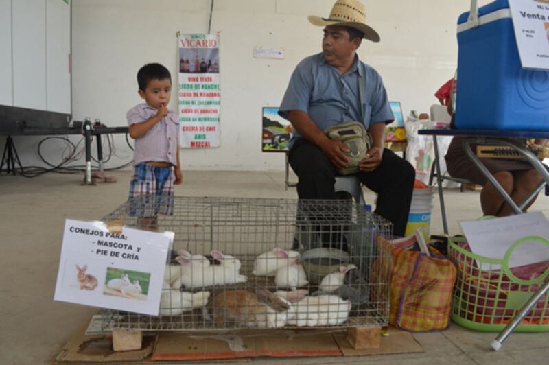 Conejos para mascota y pie de cría