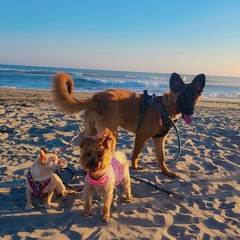 Vacacionar con tus perritos es una forma de crear conexiones saludables con ellos