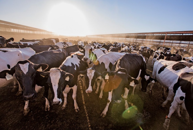 Vacas lecheras en una granja