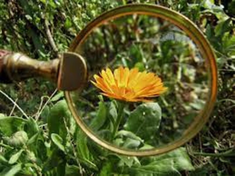 Flor amarilla bajo una lupa
