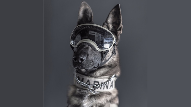 Perro con gafas de esquí