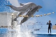 Prohíbe Senado uso de mamíferos marinos como delfines en espectáculos