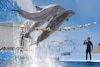 Prohíbe Senado uso de mamíferos marinos en espectáculos como delfines