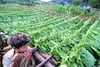 Productores de tabaco advierten consecuencias por aumento de impuestos a cigarros  