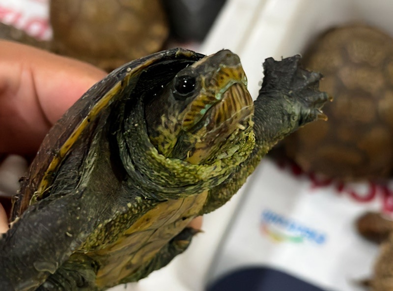 Tortugas y ranas aseguradas por Profepa en el Aeropuerto Internacional de la Ciudad de México, previniendo su tráfico ilegal