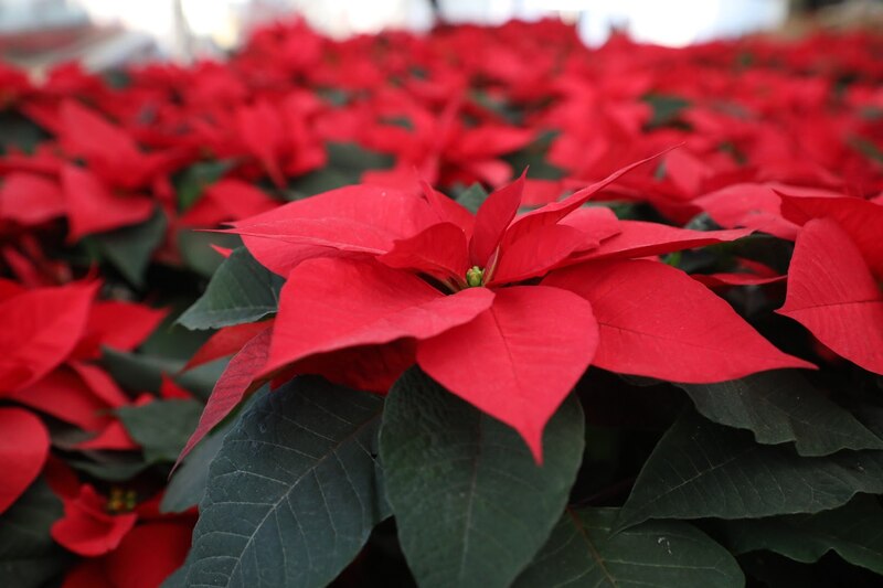 Macetas de flores de Nochebuena cultivadas en invernaderos del Estado de México, listos para la temporada navideña