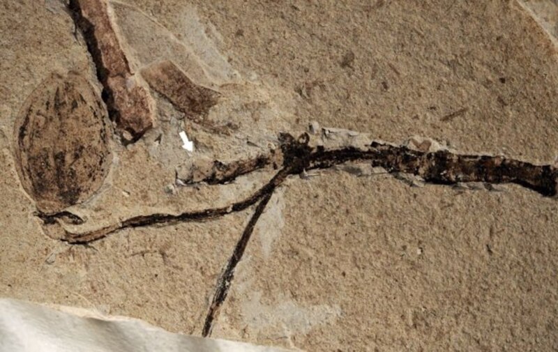 Huella fósil de dinosaurio