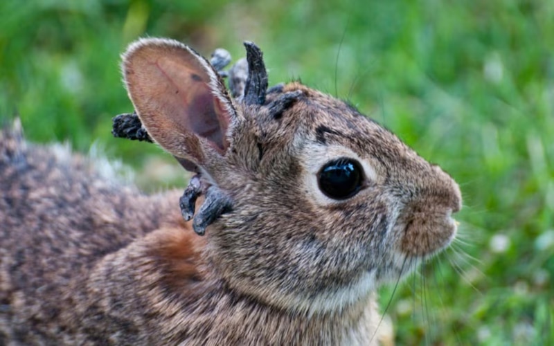 Conejos con tentáculos hallados en Colorado