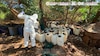 Desmantelan 6 narcolaboratorios con 4 toneladas de metanfetamina en Sinaloa