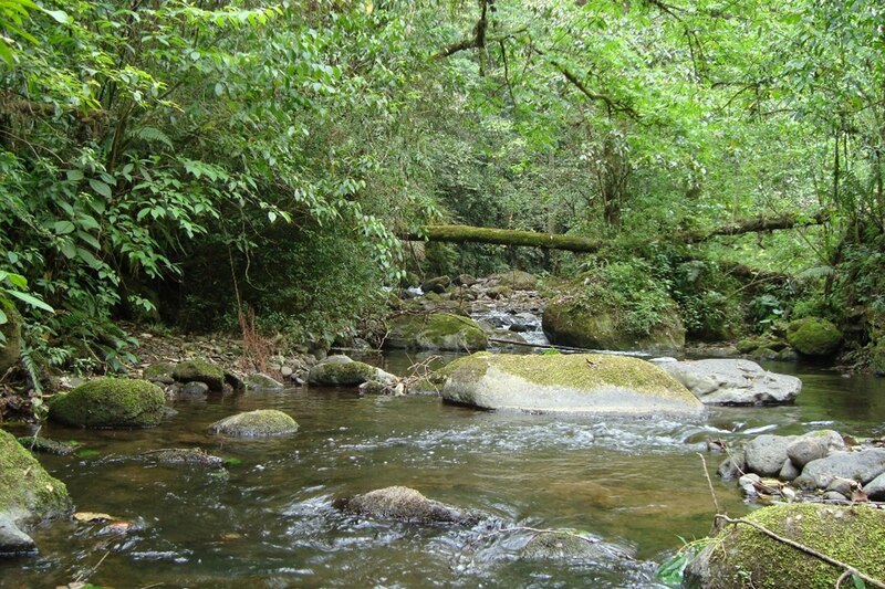 Río en el bosque