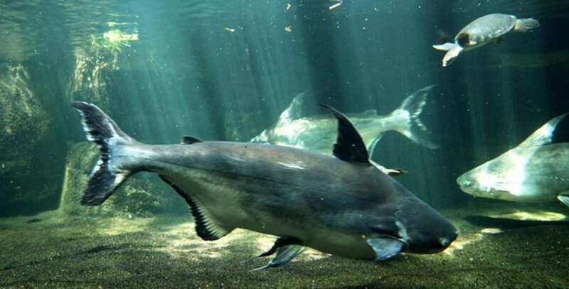 Pez gato gigante en un acuario