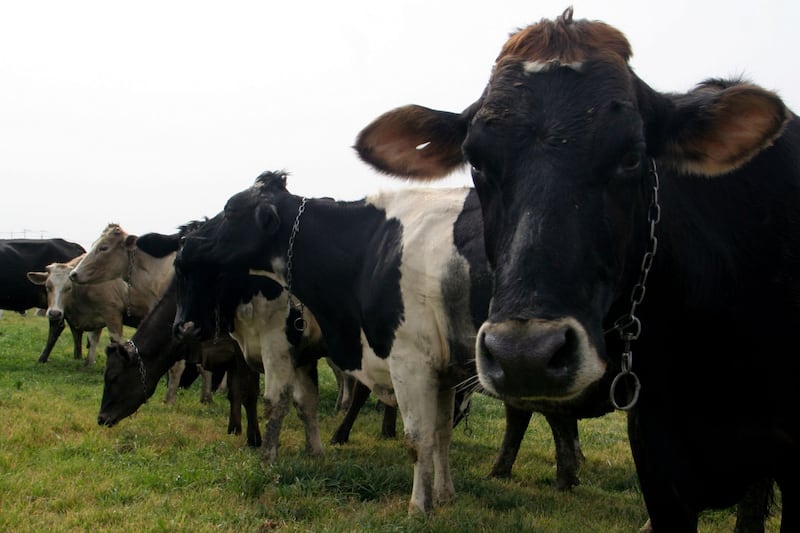 Una de las principales actividades en el campo, es la cría de animales como vacas