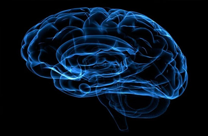 Cerebro humano