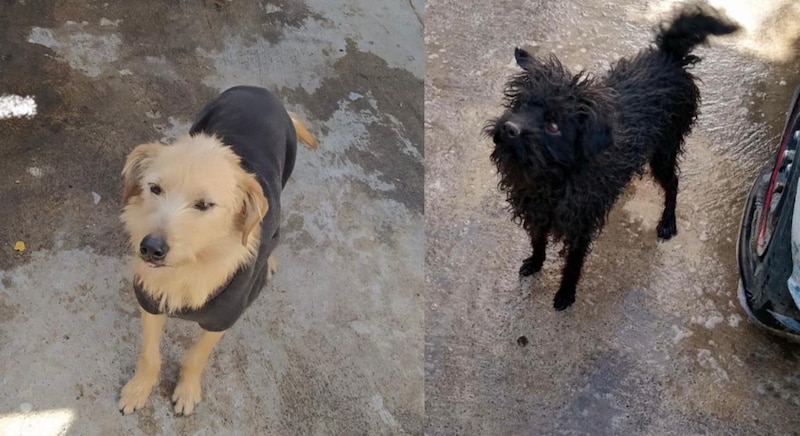 Dos perros callejeros buscan un hogar