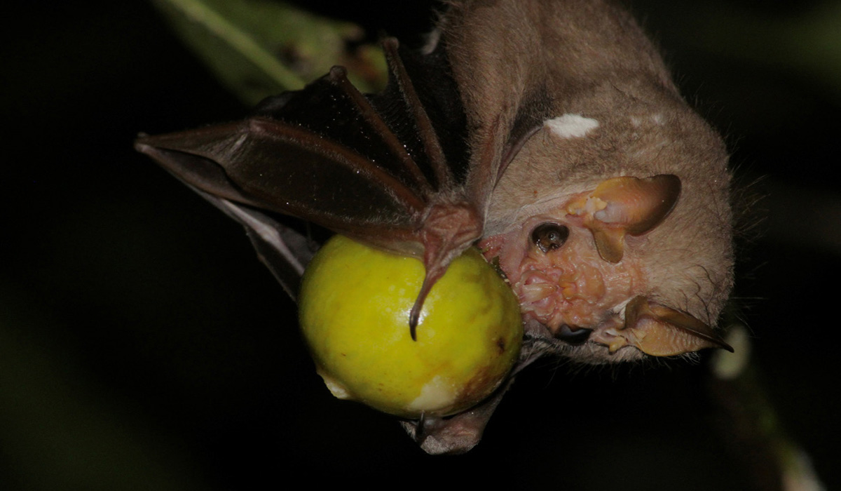 Murciélago comiendo una fruta