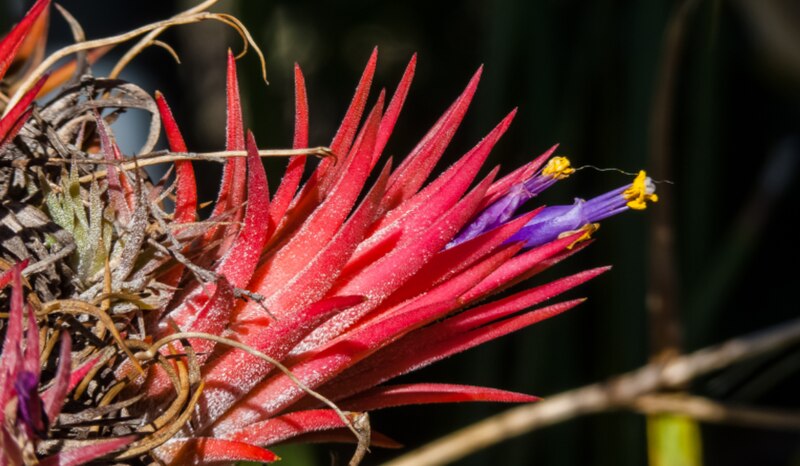 Flor roja de bromelia