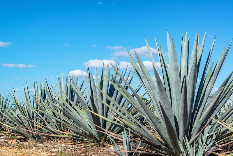 Cultivo de agave azul en Tequila, Jalisco, México.