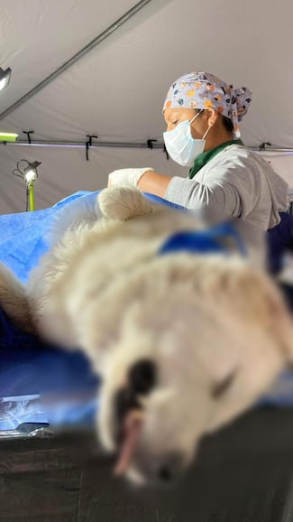 Tlajomulco refuerza acciones de bienestar animal para prevenir riesgos a la salud pública