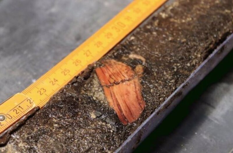 Descubren en Siberia un colmillo de mamut de 50.000 años de antigüedad