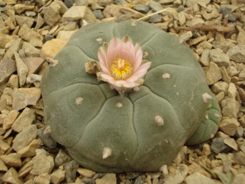 Una hermosa flor de cactus