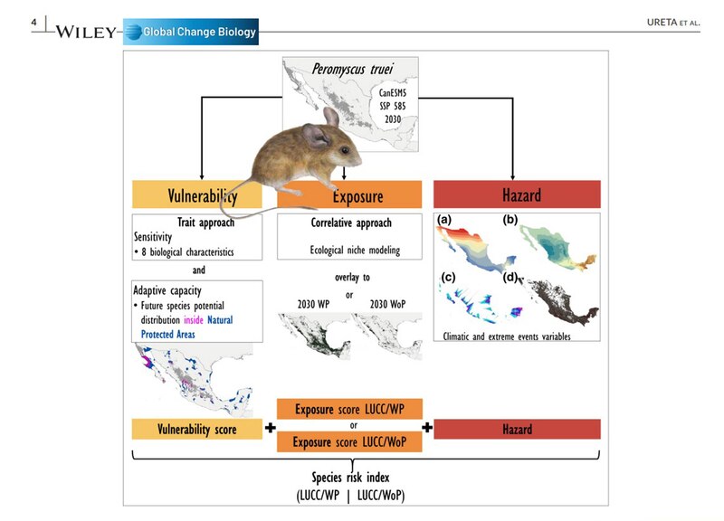 Vulnerabilidad de Peromyscus truei al cambio climático en México