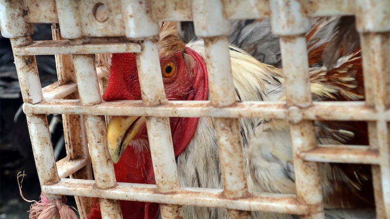 Gallina enjaulada