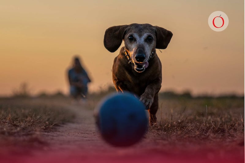 Un hombre golpea sin piedad a mujer que defendió a sus perros en Alcaldía Coyoacán: video de la agresión.