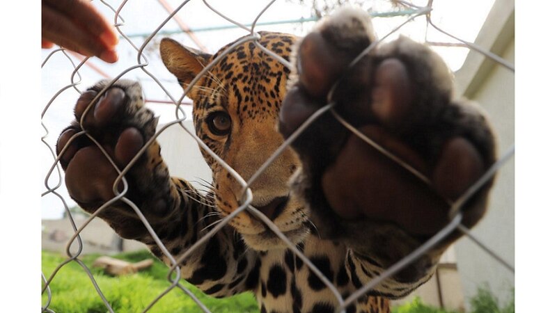 Un jaguar en cautiverio
