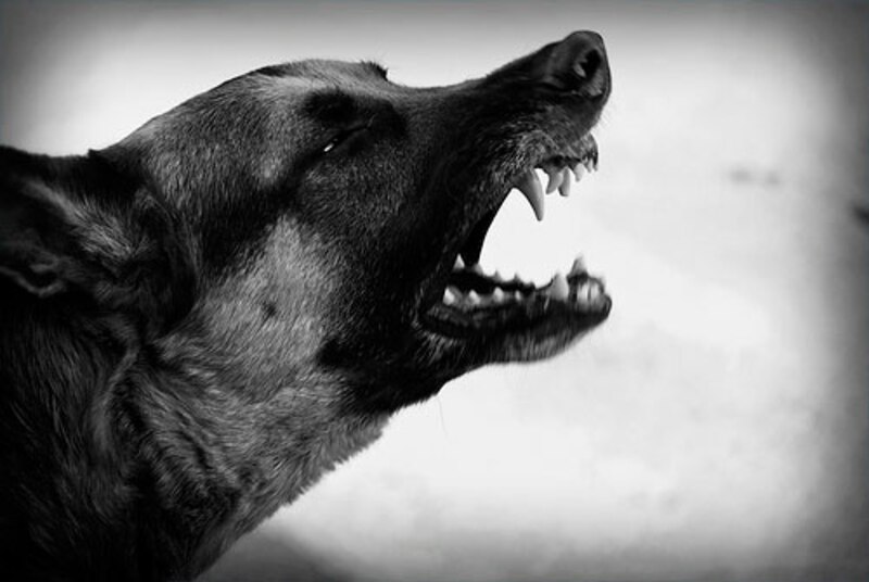 Perro agresivo