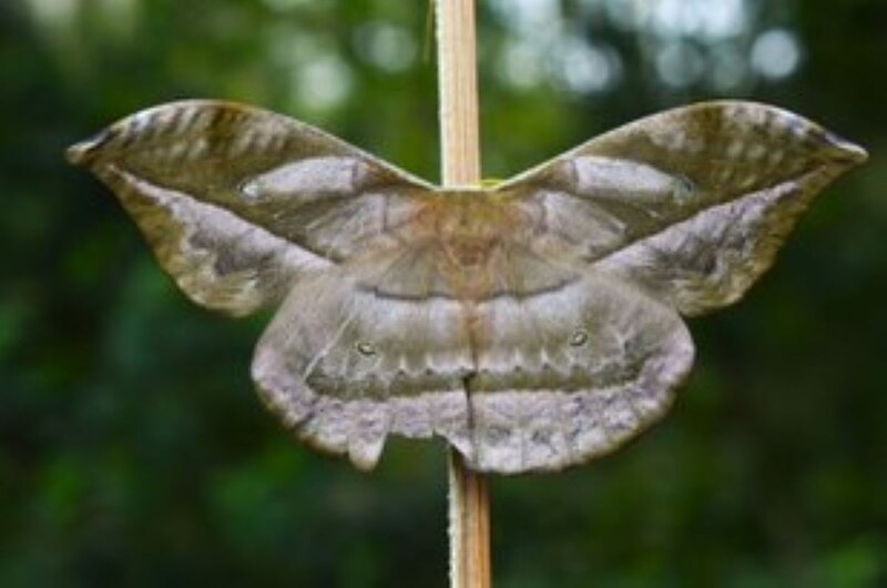 Polilla atlas, la mariposa más grande del mundo
