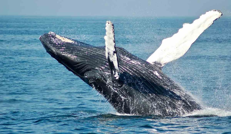 Ballena jorobada saltando del agua