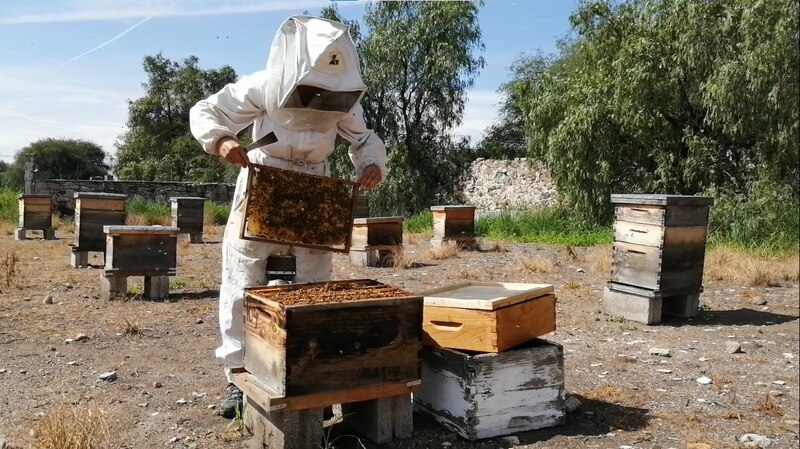 Apicultor trabajando en una colmena