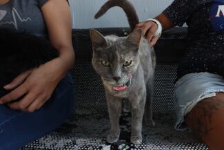 Endurece Tlaquepaque sanciones por maltrato animal