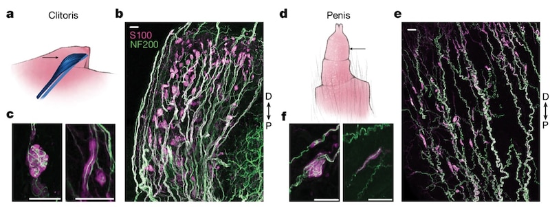 Desarrollo del clítoris y el pene