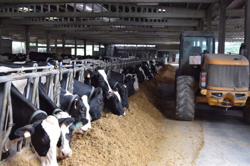 Vacas lecheras comiendo en un establo