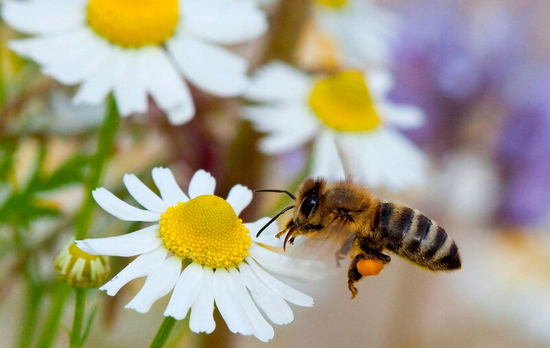 Abeja volando sobre una flor de manzanilla