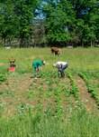 IPN y Agricultura acuerdan colaborar en pro de la soberanía alimentaria nacional