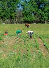 IPN y Agricultura acuerdan colaborar en pro de la soberanía alimentaria nacional