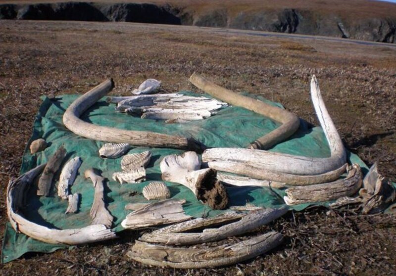 Restos de mamut encontrados en Siberia