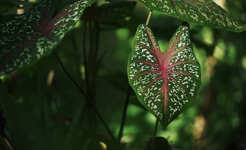 Hoja de caladium bicolor