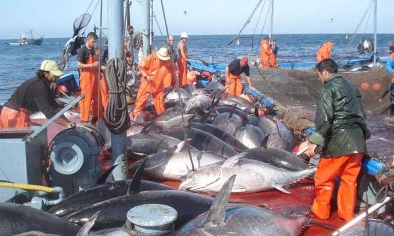 La pesca del atún rojo en España