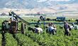 Productores alertan por crisis en campo mexicano ante la revisión anual del T-MEC