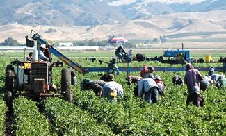 Productores alertan por crisis en campo mexicano ante la revisión anual del T-MEC